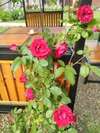 Гостиница Guest house Hutoryanka Анапа-2